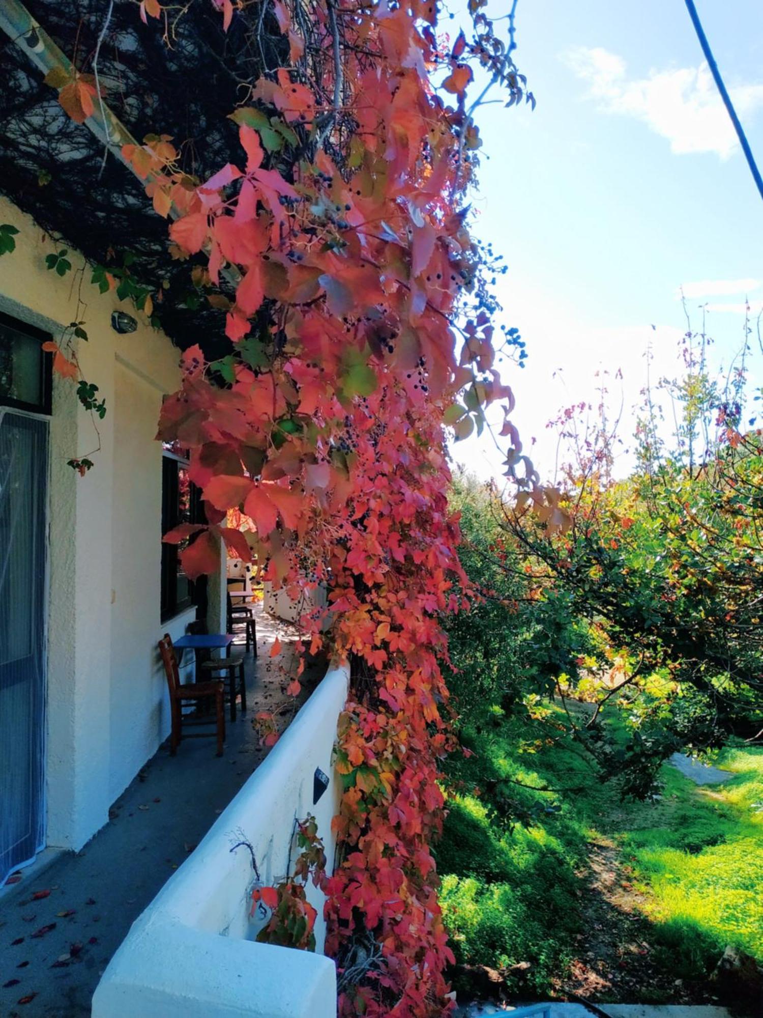Oleander'S Garden Traditional Cretan Cottage Ferma Zewnętrze zdjęcie